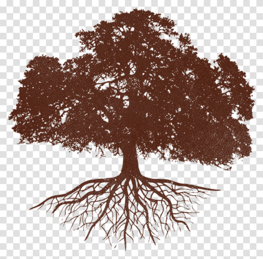 Exclusive News Amp Offers Oak Tree Silhouette With Roots, Plant Transparent Png