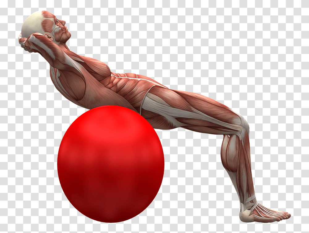 Exercise Ball Exercise Muscle Muscles Wiczenie Gbokich Brzucha, Person, Human, Sea Life, Animal Transparent Png