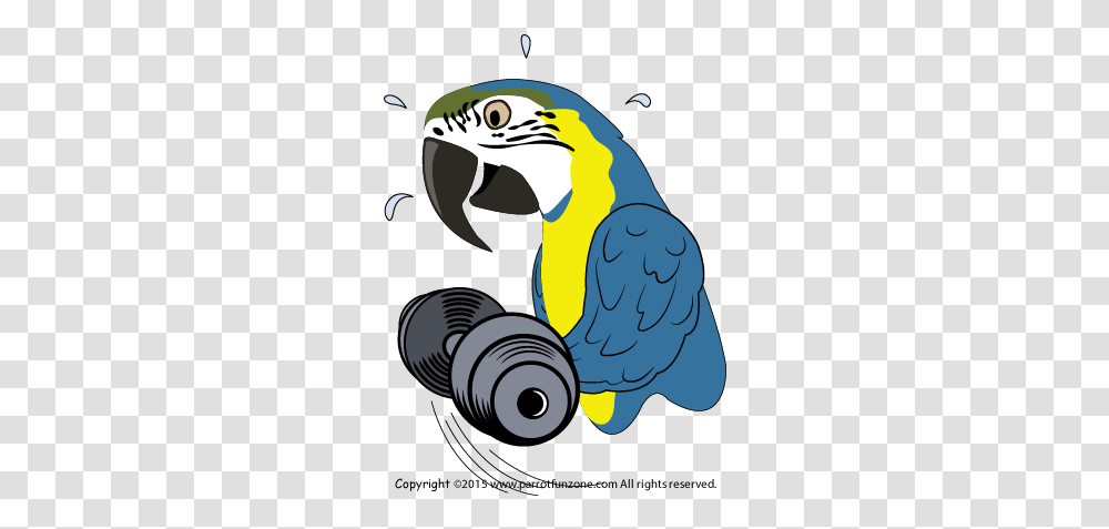 Exercise Cockatiel Icon, Bird, Animal, Macaw, Parrot Transparent Png