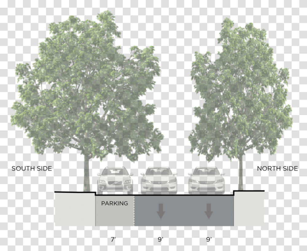 Existing One Way Configuration Of Line Street Tree Section, Plant, Oak, Car, Vehicle Transparent Png