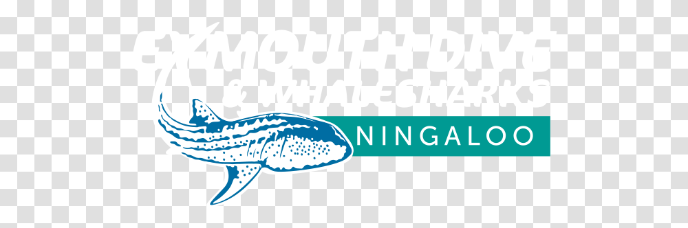 Exmouth Dive Whalesharks Ningaloo Shark, Sea Life, Animal, Text, Mammal Transparent Png