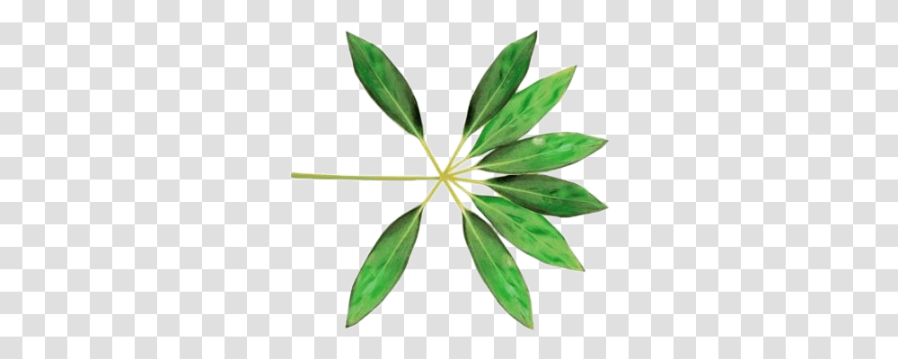 Exo Koko Bop Logo, Plant, Flower, Blossom, Leaf Transparent Png