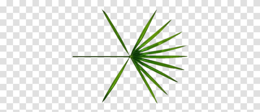Exo Logo Exo Koko Bop Logo, Plant, Leaf, Palm Tree, Arecaceae Transparent Png