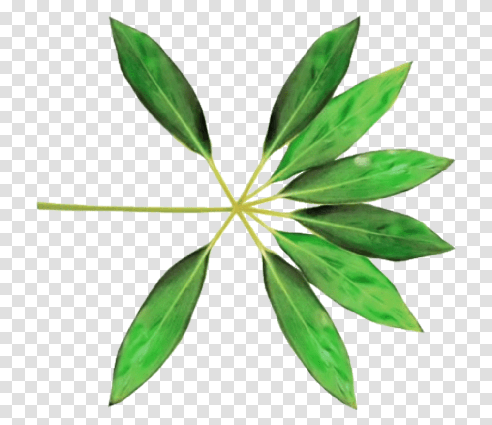 Exo The War Album Cover, Plant, Leaf, Green, Flower Transparent Png