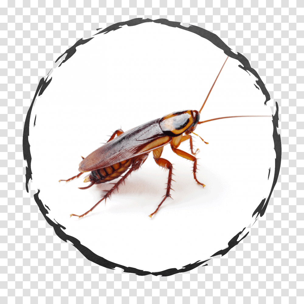Exodus Exterminating Cockroaches Exodus Exterminating Inc, Insect, Invertebrate, Animal Transparent Png