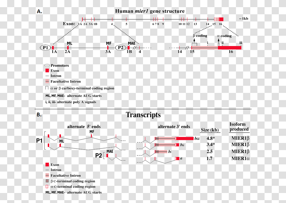 Exons Are Shown As Red Barsvertical Lines And Introns, Number, Outdoors Transparent Png