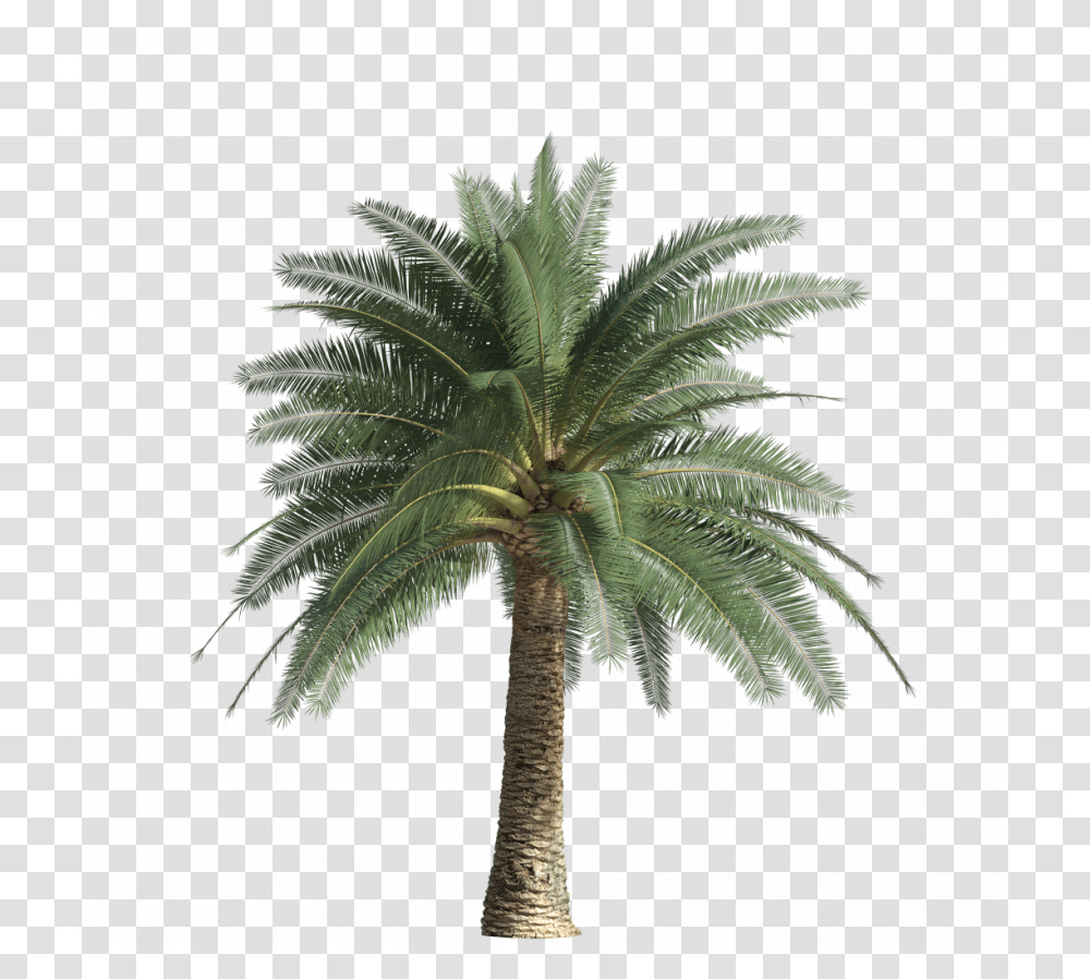 Exotic And Palm Trees45 Itoo Software Store Attalea Speciosa, Plant, Arecaceae, Leaf Transparent Png