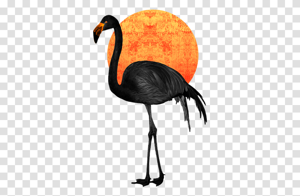 Exotic Birds Black And White, Animal, Flamingo, Waterfowl, Ostrich Transparent Png