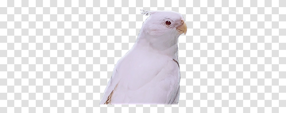 Exotic Birds For Sale Parrots, Animal, Wedding Gown, Robe, Fashion Transparent Png