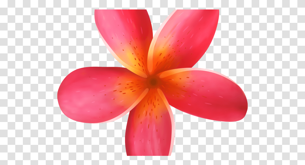Exotic Clipart Moana Pink Flower Tropical, Petal, Plant, Blossom, Lily Transparent Png