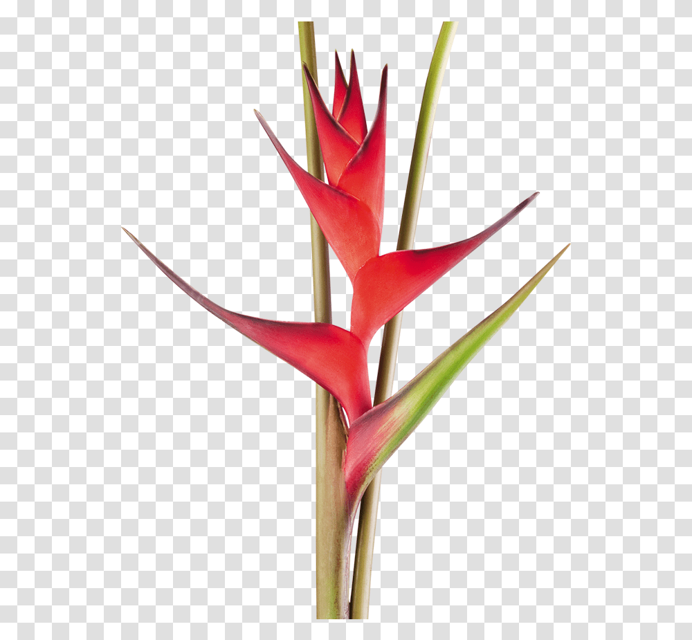 Exotic Flower Clipart Free, Plant, Blossom, Petal, Bird Transparent Png