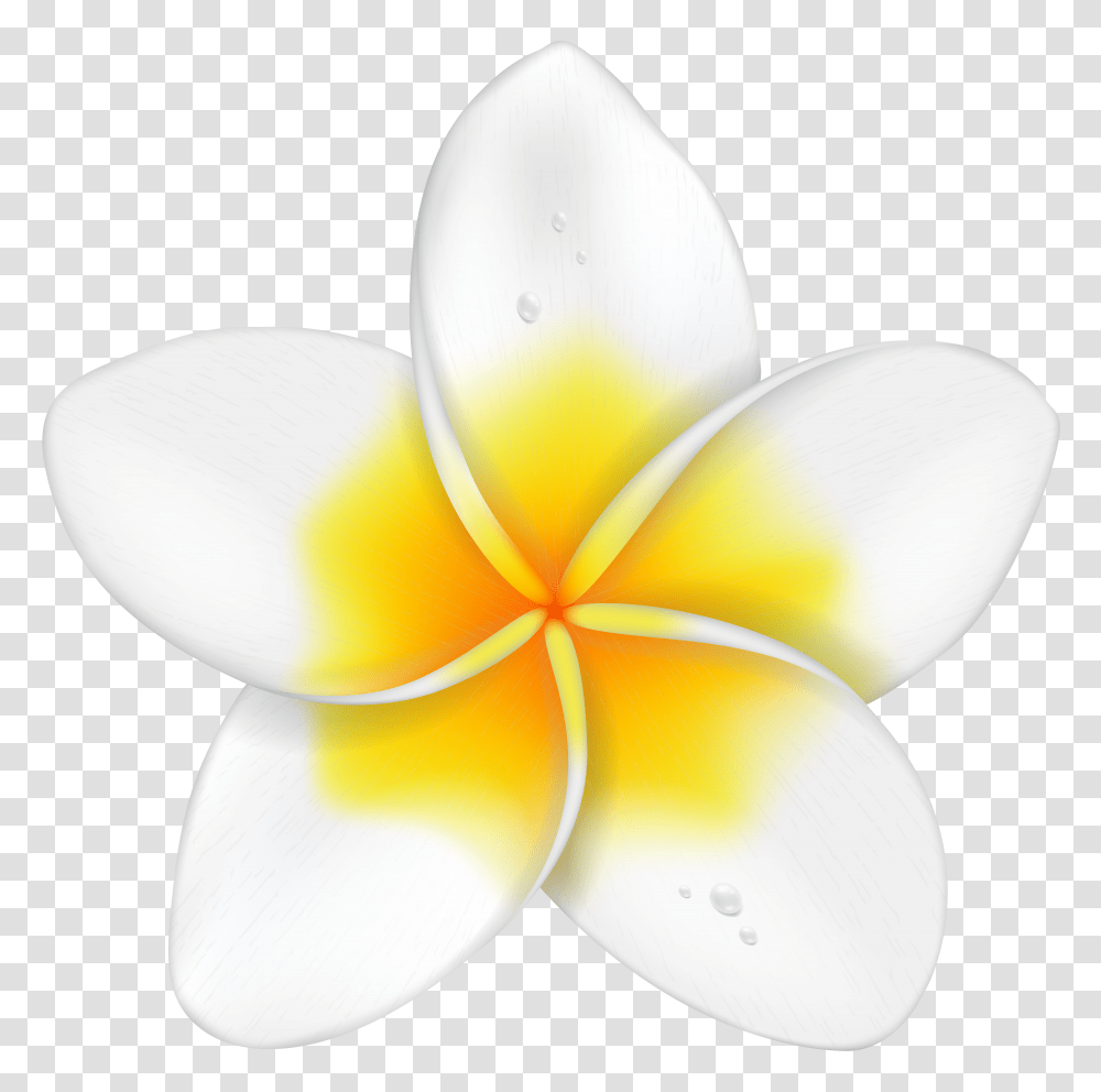 Exotic Flower Plumeria Clip Art Transparent Png