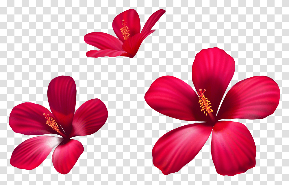 Exotic Flowers Tropical Flower Transparent Png