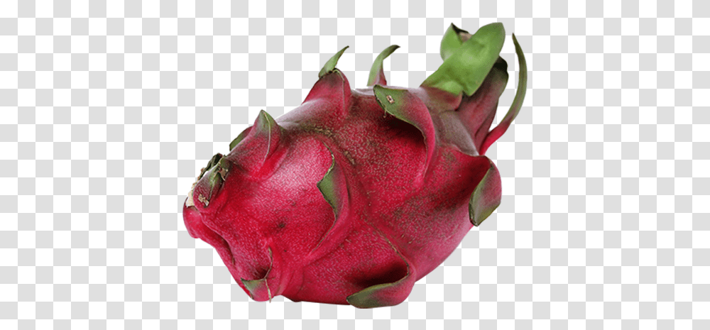 Exotic Fruits Pitaya Cartoon Jingfm Pitaya, Plant, Flower, Petal, Rose Transparent Png