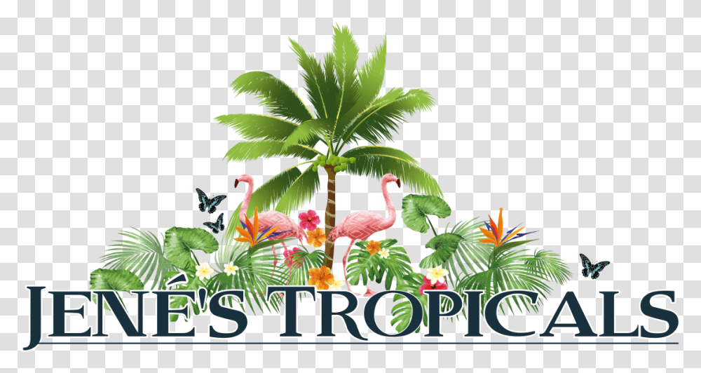 Exotic Fruits St Petersburg Florida Jene's Tropicals Tropicals, Animal, Flamingo, Bird Transparent Png