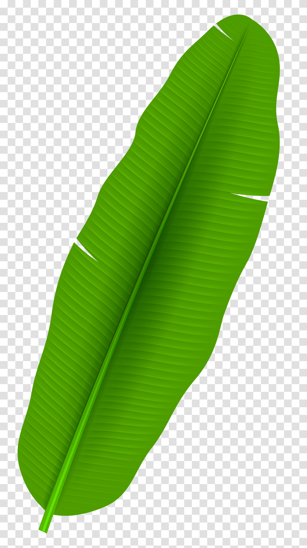 Exotic Palm Leaf Clip Transparent Png