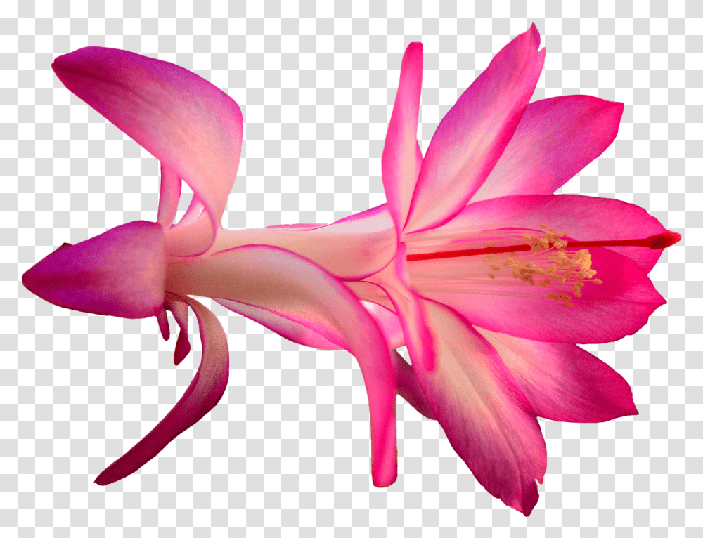 Exotic Pink Flower Cactus Flower, Plant, Blossom, Petal, Geranium Transparent Png