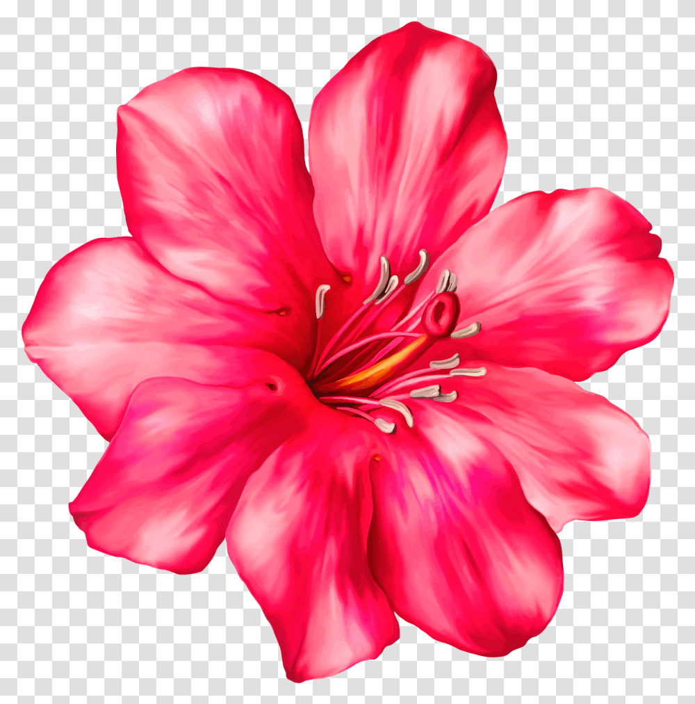 Exotic Pink Flower Clipart Picture, Geranium, Plant, Blossom, Petal Transparent Png