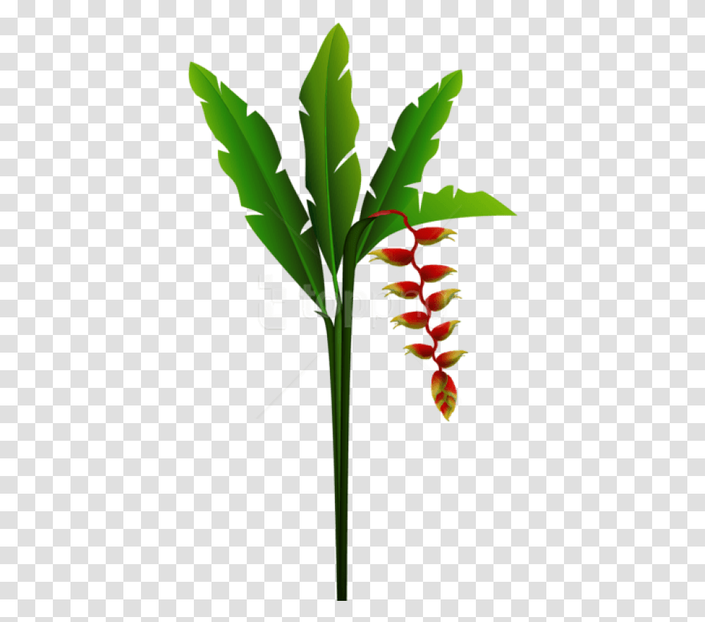 Exotic Red Tropical Flower Portable Network Graphics, Plant, Blossom, Leaf, Amaryllidaceae Transparent Png