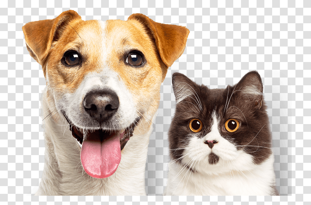 Experience The Difference Companion Dog, Pet, Canine, Animal, Mammal Transparent Png