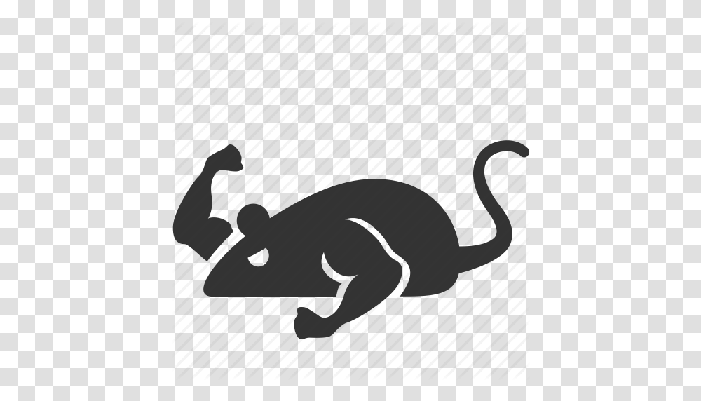 Experiment Mice Mouse Muscle Mutant Rat Strong Icon, Animal, Wildlife, Mammal, Reptile Transparent Png