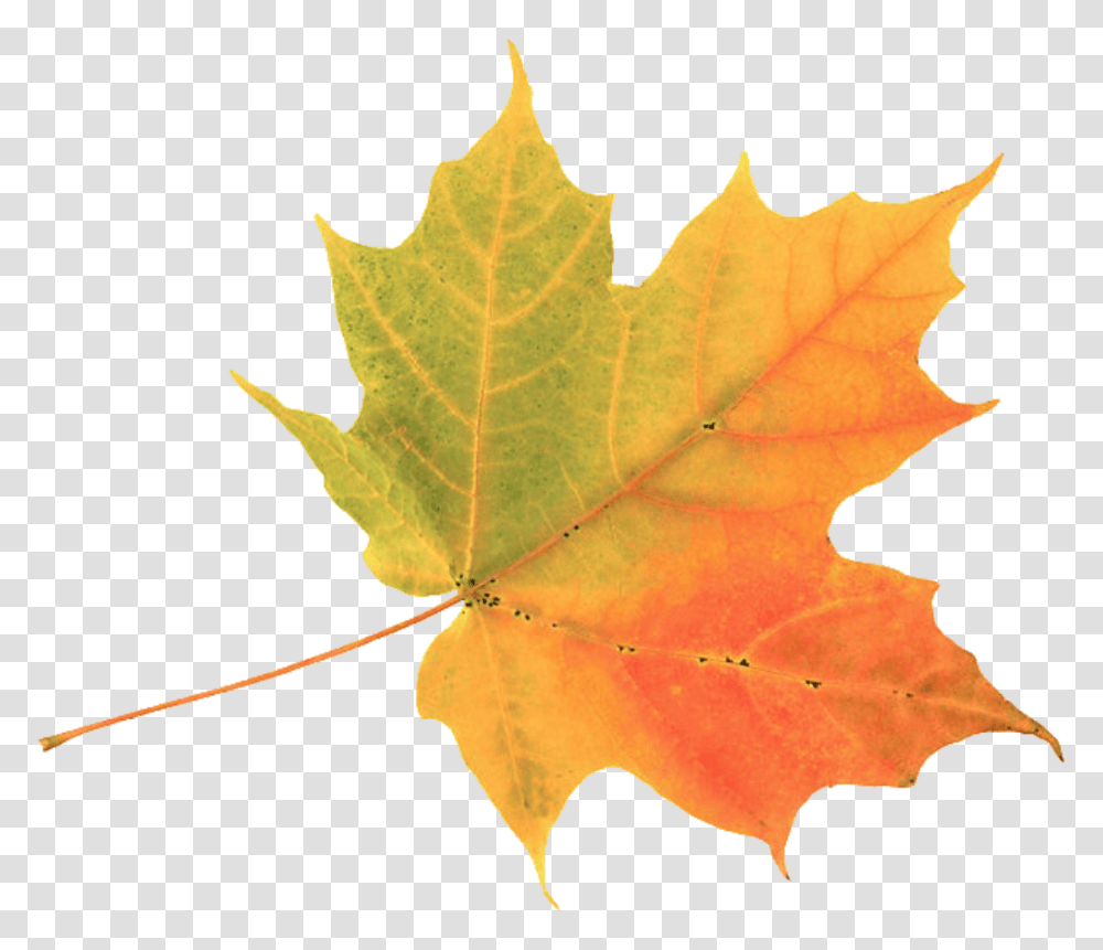 Explore Colors Of Summer Simple Autumn Leaf, Plant, Tree, Maple, Maple Leaf Transparent Png