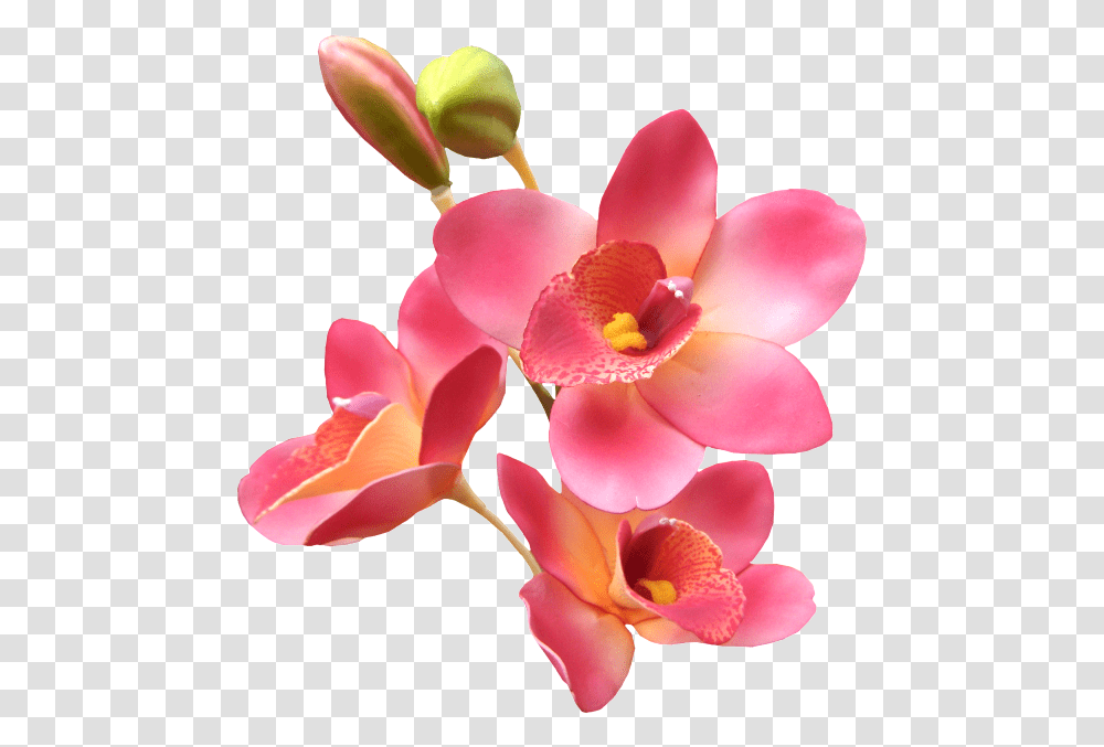 Explore Orchids Orchid Flowers And More Lovers Poems Com Orquideas Animadas, Plant, Blossom, Petal, Rose Transparent Png