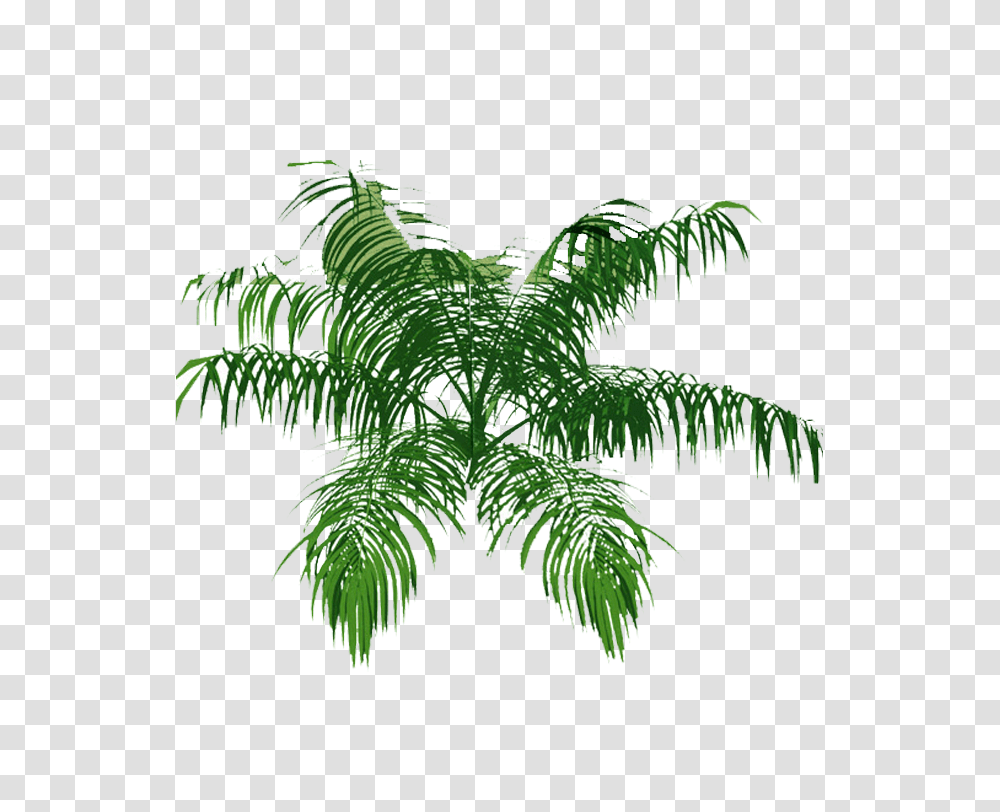 Explore Tree Plan Palm And More Palm Tree Top View, Plant, Fern, Arecaceae, Outdoors Transparent Png