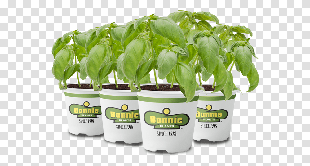 Explore What You Can Grow With The Miracle Gro Twelve Scott's Planting Bonnie, Leaf, Spinach, Vegetable, Food Transparent Png