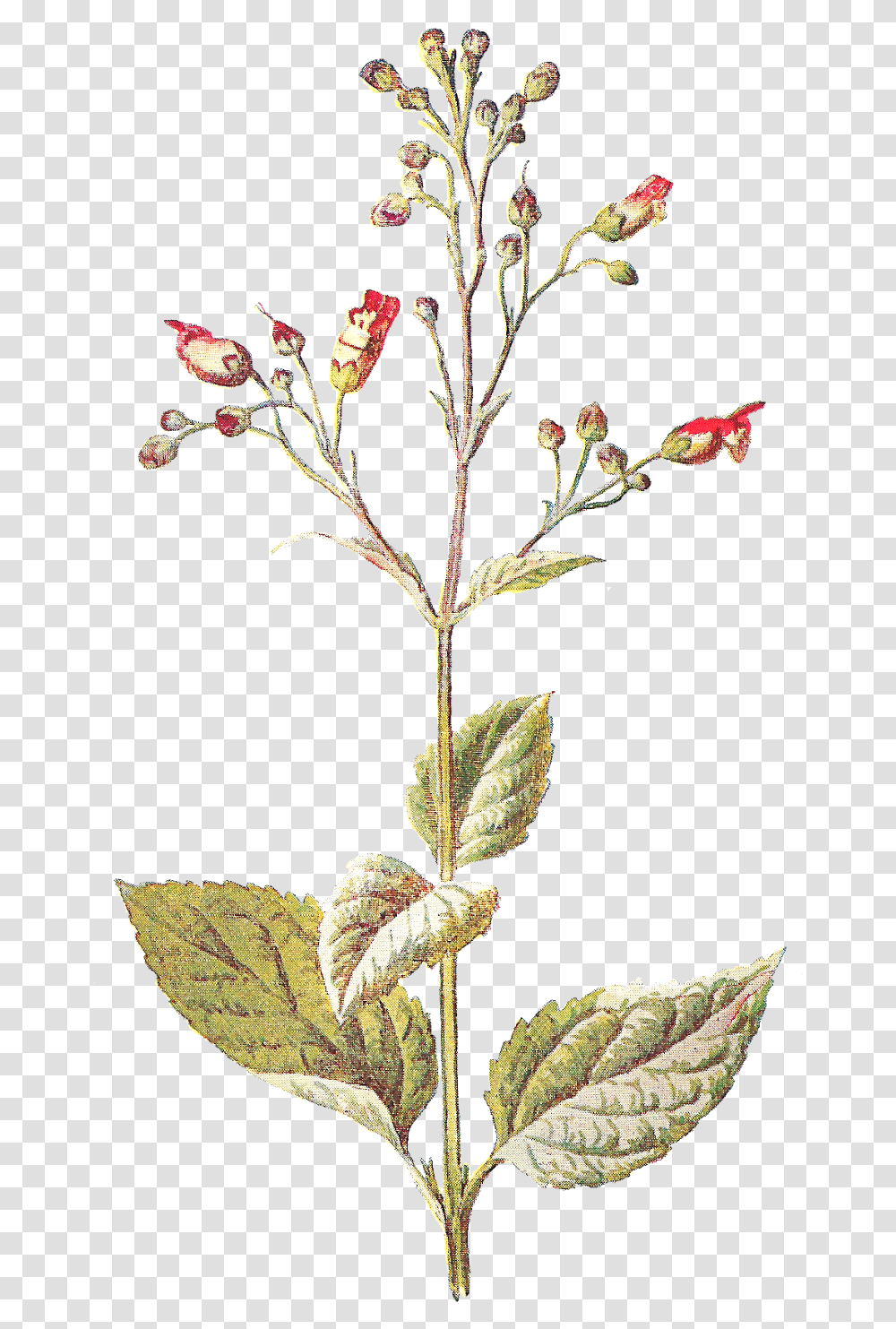 Explosion Wildflower Illustrations, Acanthaceae, Plant, Blossom, Leaf Transparent Png