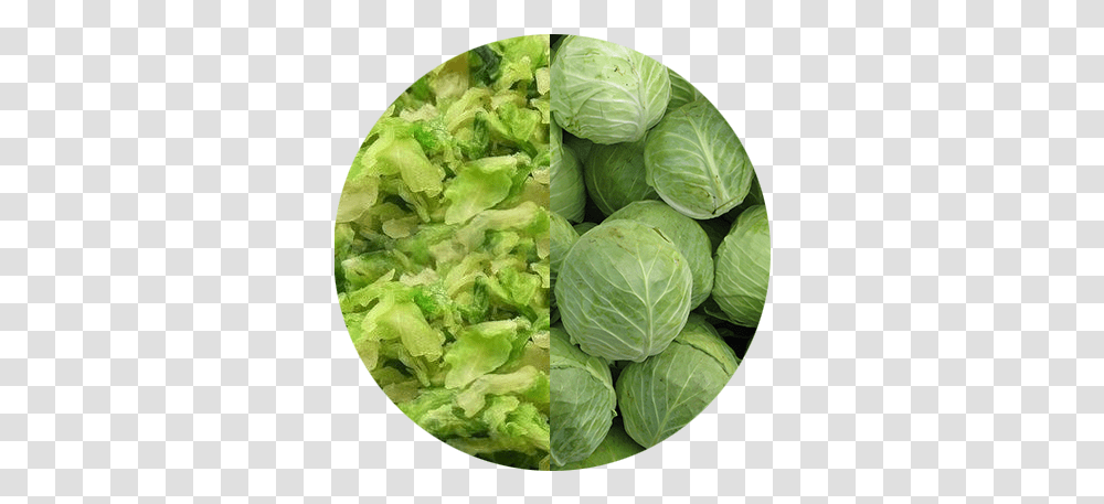 Export Cabbage, Plant, Vegetable, Food, Head Cabbage Transparent Png