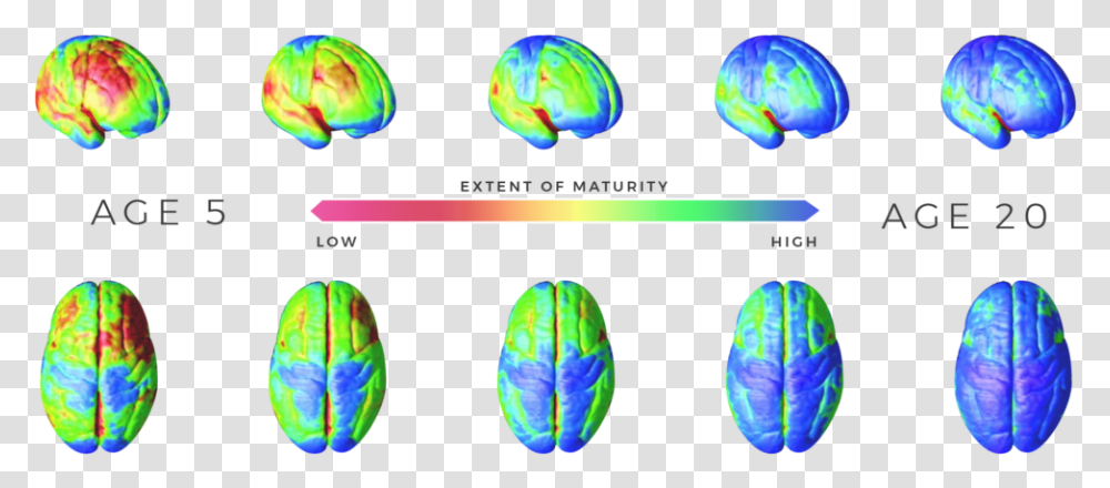 Extent Of Maturity Adolescent Brain Development, Jewelry, Accessories, Gemstone, Ornament Transparent Png