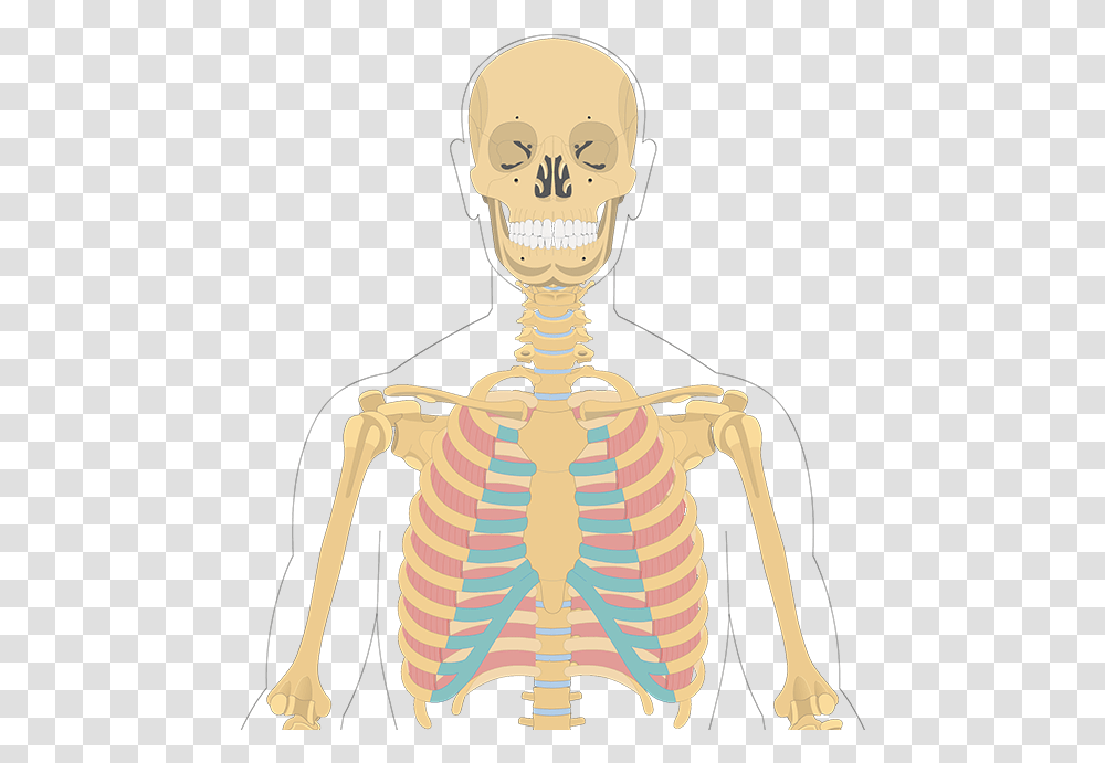 External Intercostal Muscles Illustration, Person, Human, Skeleton, Torso Transparent Png