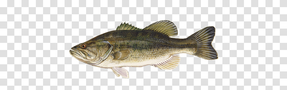 External Morphology Of Fish, Animal, Perch, Carp Transparent Png