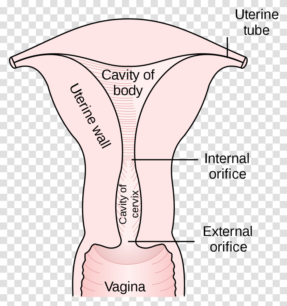 External Os Of The Uterus, Axe, Tool, Plot, Building Transparent Png