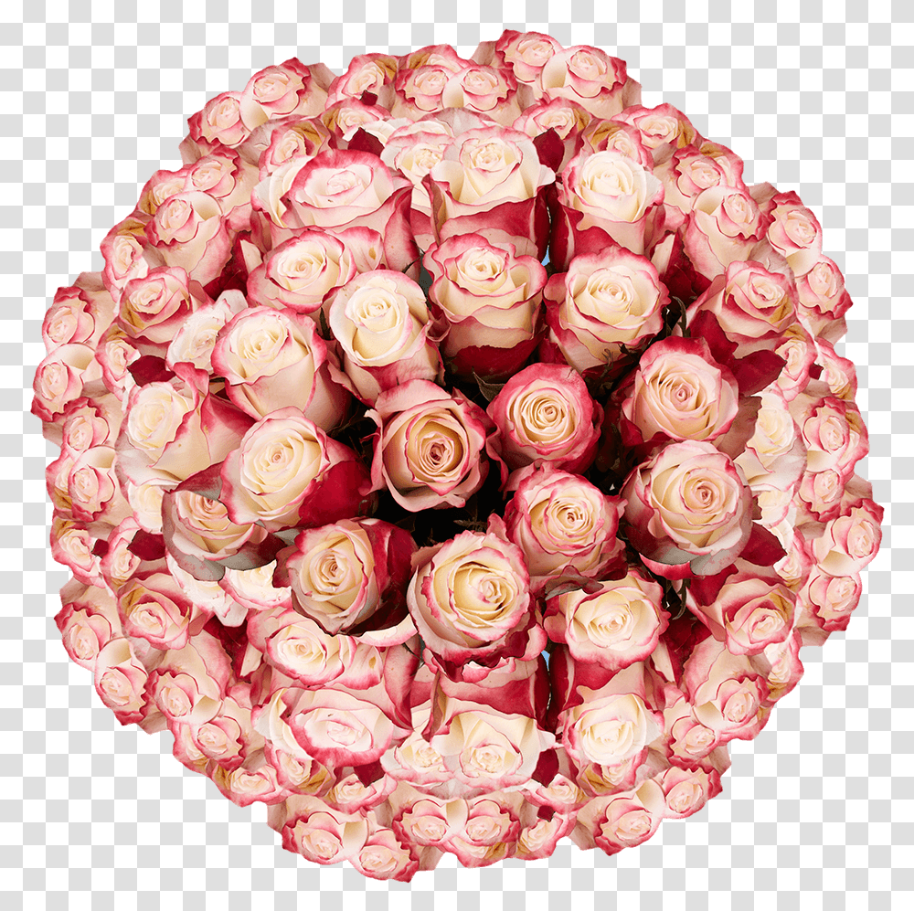 Extra Long Stem Premium White Roses With Red Tips White Roses With Red, Flower, Plant, Blossom Transparent Png