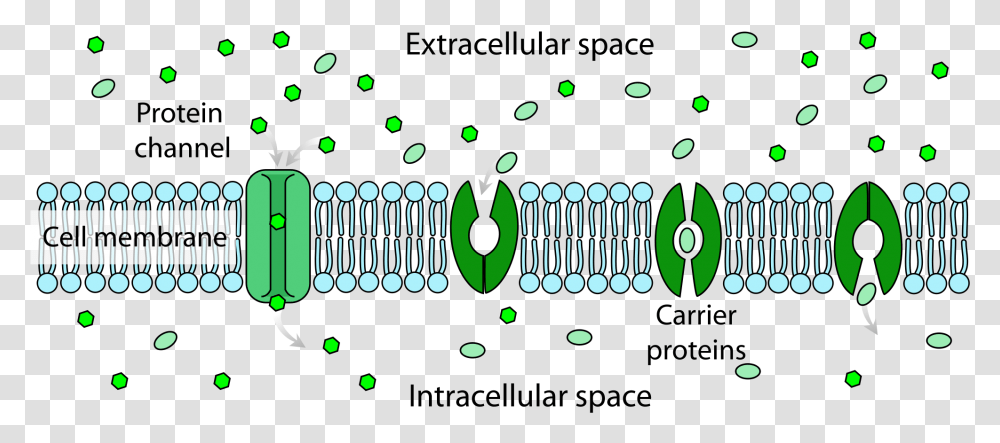 Extracellular Space Vs Intracellular Space, Light, Green Transparent Png