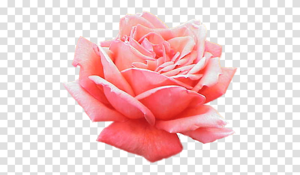Extracted Pink Rose Vida Con Una Rosa, Flower, Plant, Blossom, Petal Transparent Png