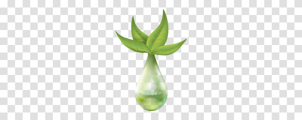 Extraction Nature, Plant, Leaf, Aloe Transparent Png