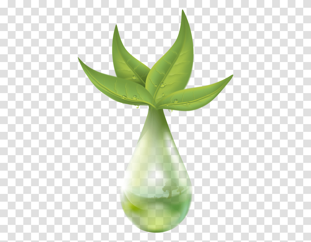 Extraction Of Plant, Aloe, Green, Leaf, Vegetable Transparent Png