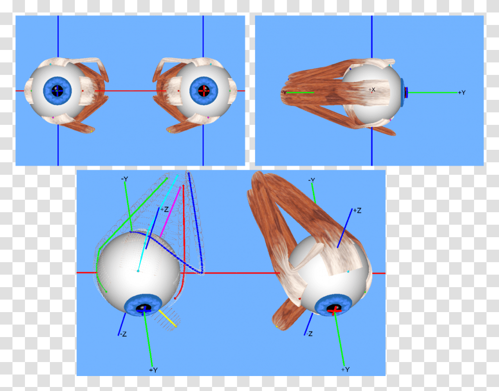 Extraocular Muscles 3d Extraocular Muscle Model, Sphere, Plot, Bird, Diagram Transparent Png