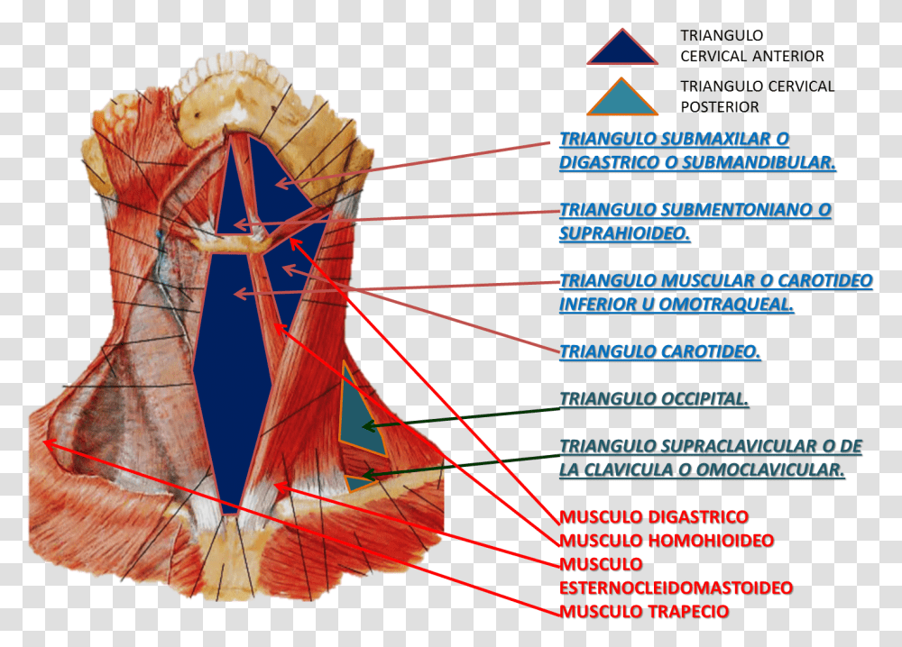 Extrinsic Laryngeal Muscles View, Nature, Outdoors, Plot, Diagram Transparent Png