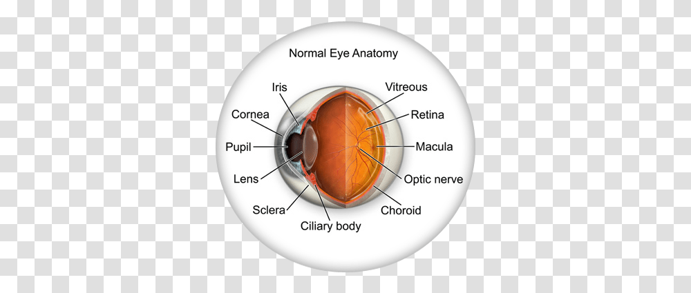 Eye Anatomy Cataracts Of The Eye, Diagram, Plot, Disk, Vegetation Transparent Png