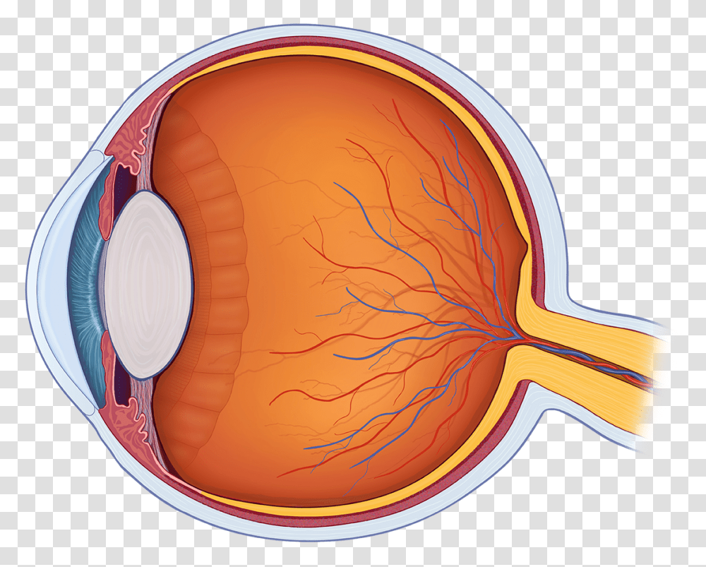 Eye Anatomy Clipart, Sunglasses, Accessories, Accessory, Food Transparent Png