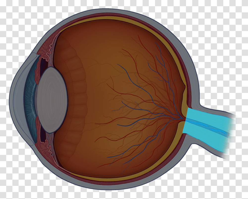 Eye Anatomy Quiz Review Inside Of Eye Unlabeled, Sunglasses, Accessories, Accessory, Plant Transparent Png