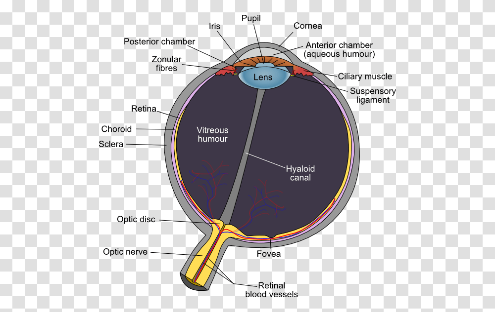 Eye Diagram Optic Disc, Plot, Vegetation, Plant, Outdoors Transparent Png