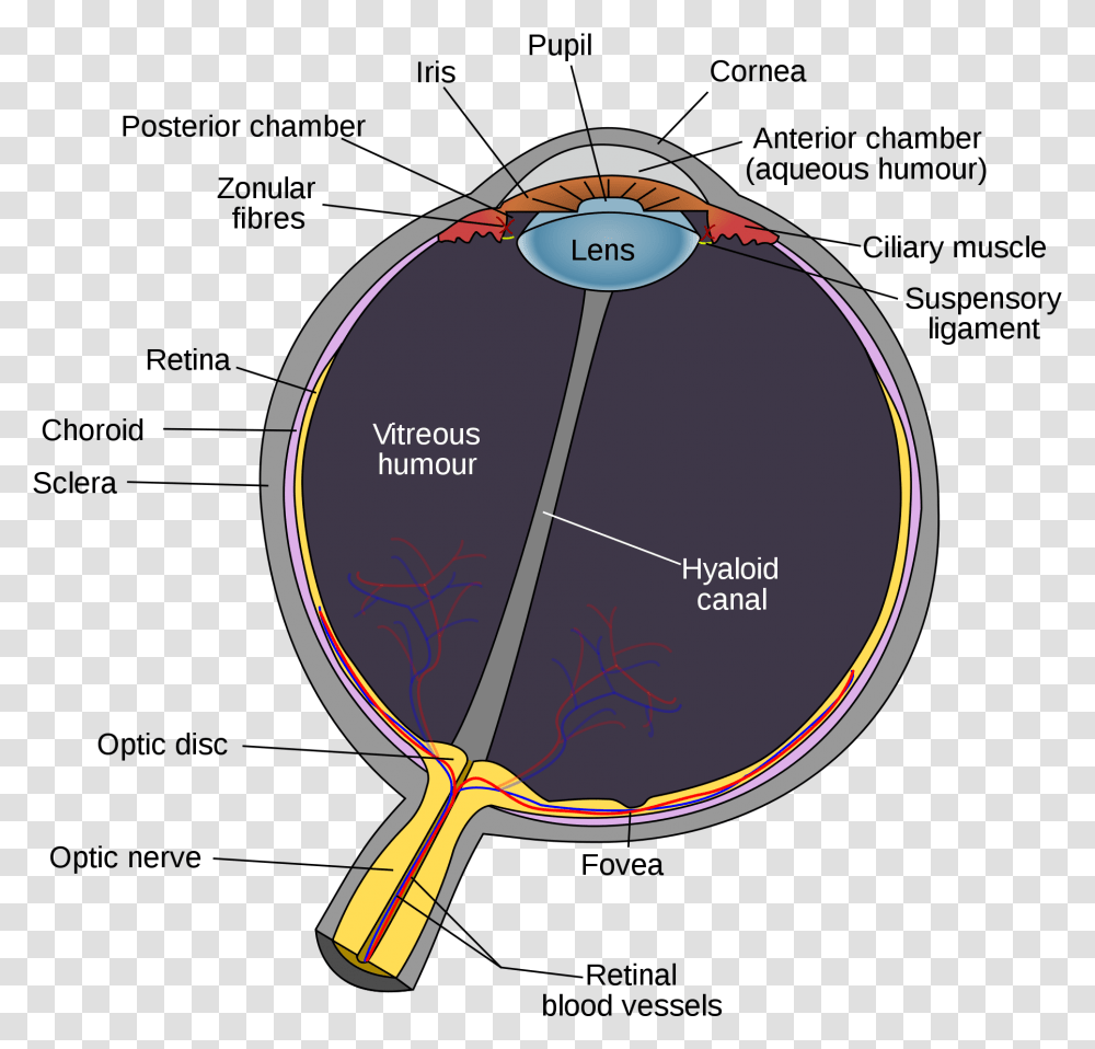 Eye Diagram Optic Disc, Racket, Tennis Racket Transparent Png