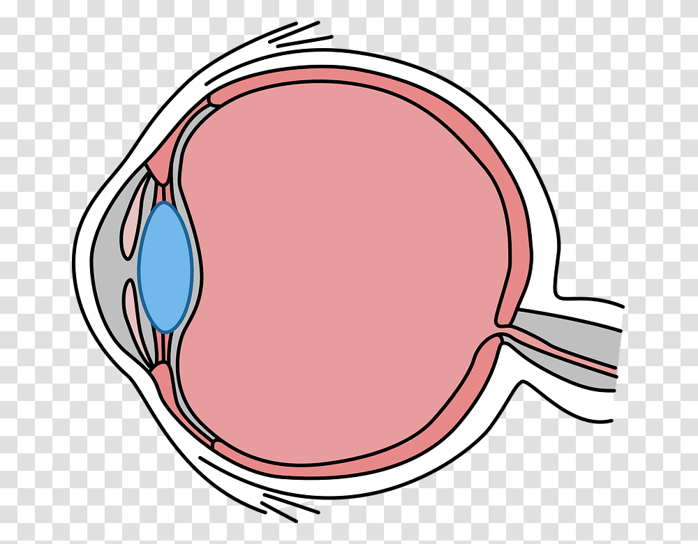 Eye Drawing Body Biology See Diagram Icon, Sunglasses, Accessories, Accessory Transparent Png