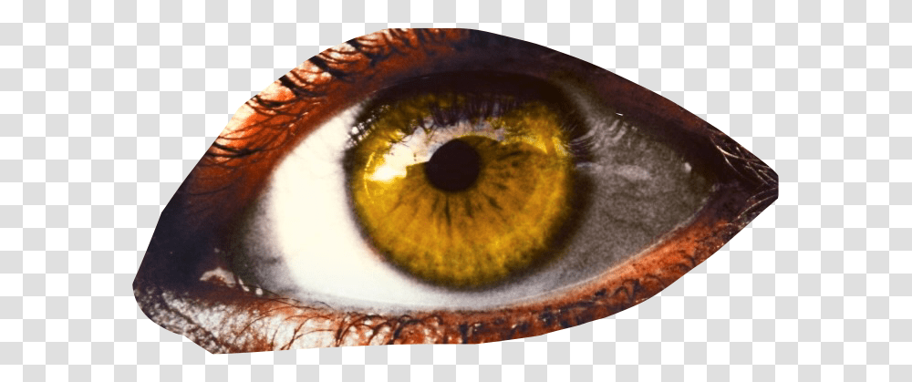 Eye Eyeball Eyesticker Yelloweye Close Up, Contact Lens, Photography, Skin, Portrait Transparent Png