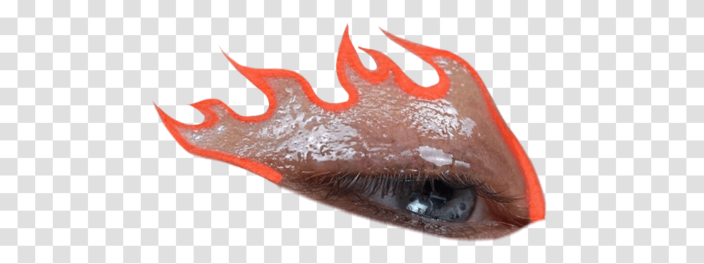 Eye Eyes Pngs Orange Flames Aesthetic Makeup Vampire Bat, Animal, Slug, Invertebrate, Squid Transparent Png